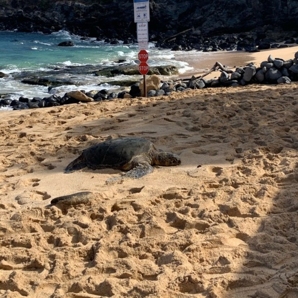 Meet your Posher, Williams